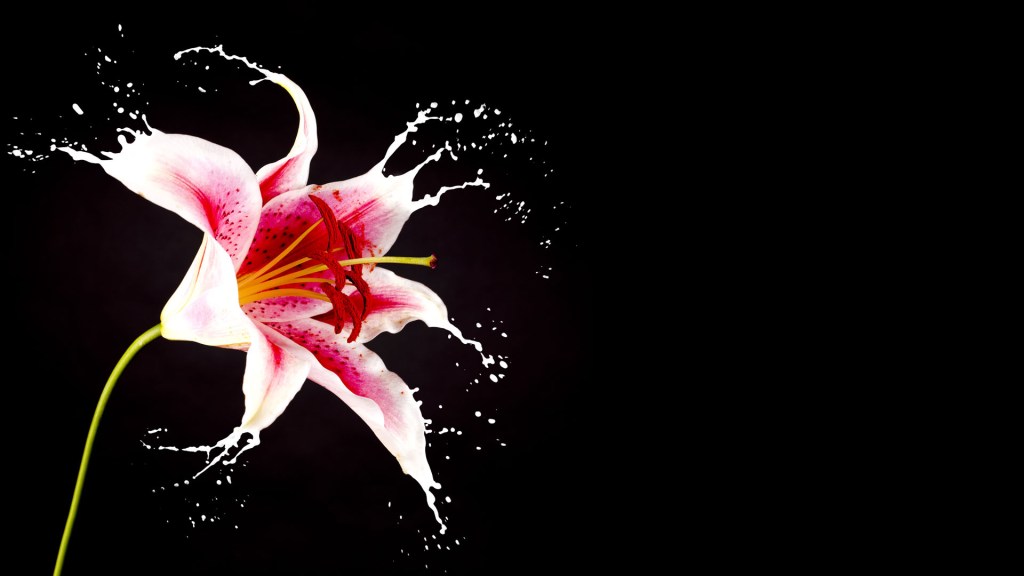 Video: Adyashanti e le idee sul risveglio