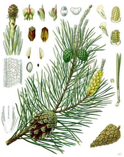Protetto: PINE: autoflagellazione o autocompassione?