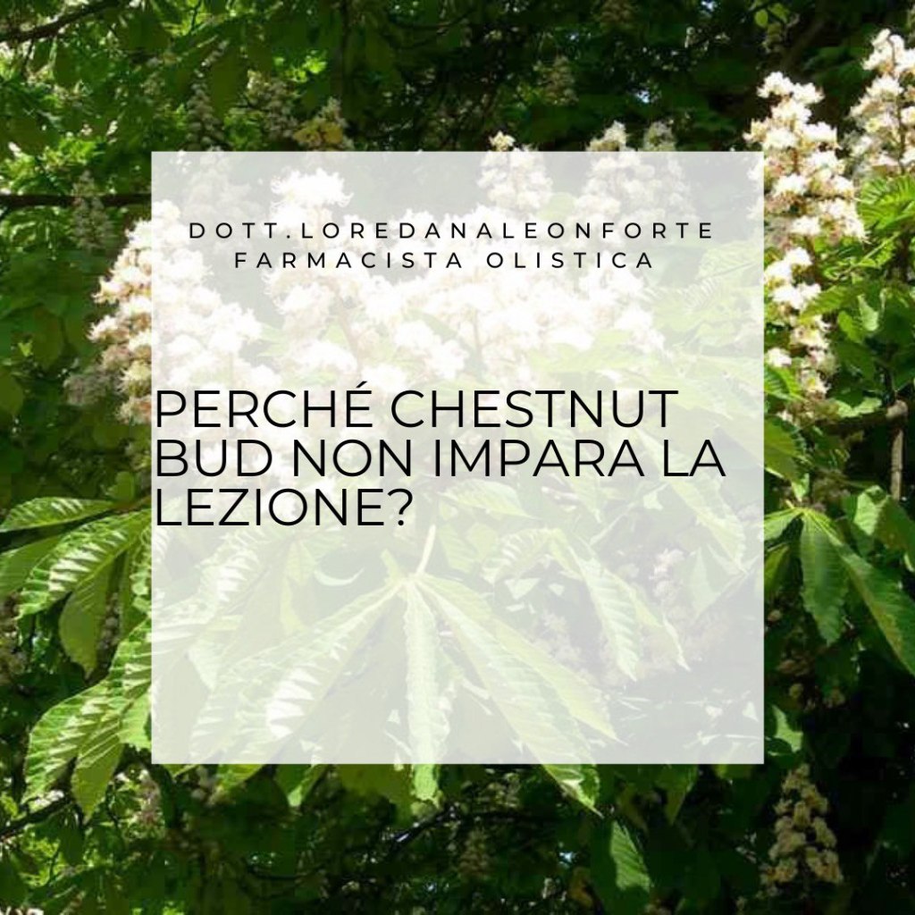 Perché Chestnut Bud non impara la lezione?
