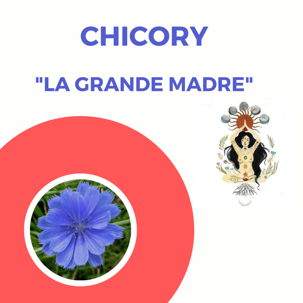 Webinar Gratuito: “Chicory la Grande&nbsp;Madre”